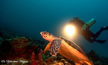 קורס צלילה ולינה