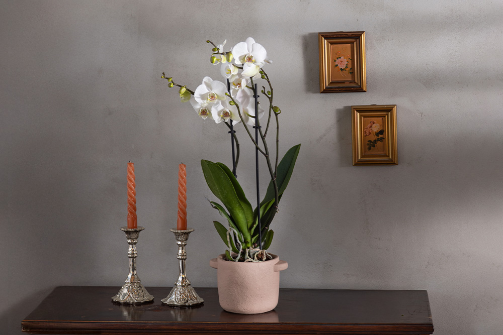 סחלב 2 ענפים