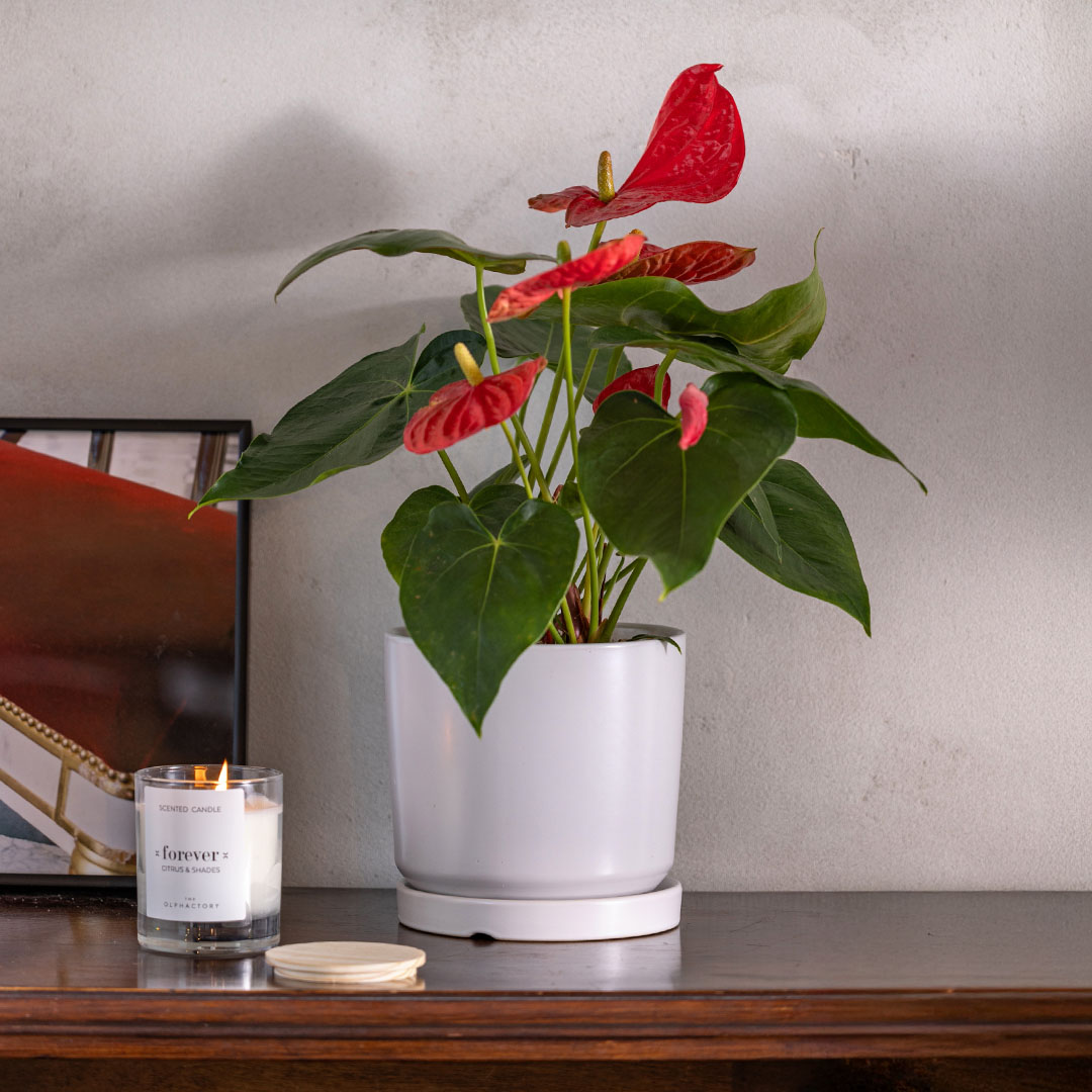 עציץ אנטוריום