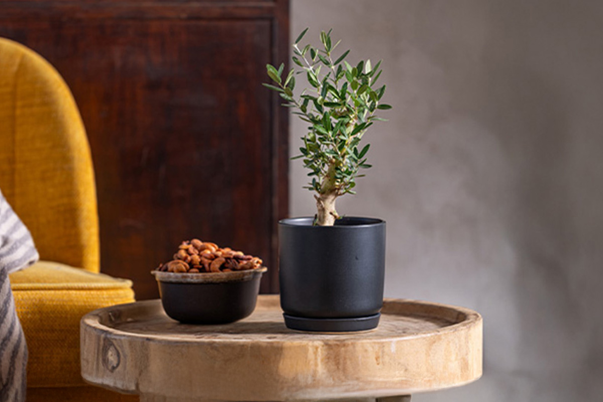 עציץ זית ננסי