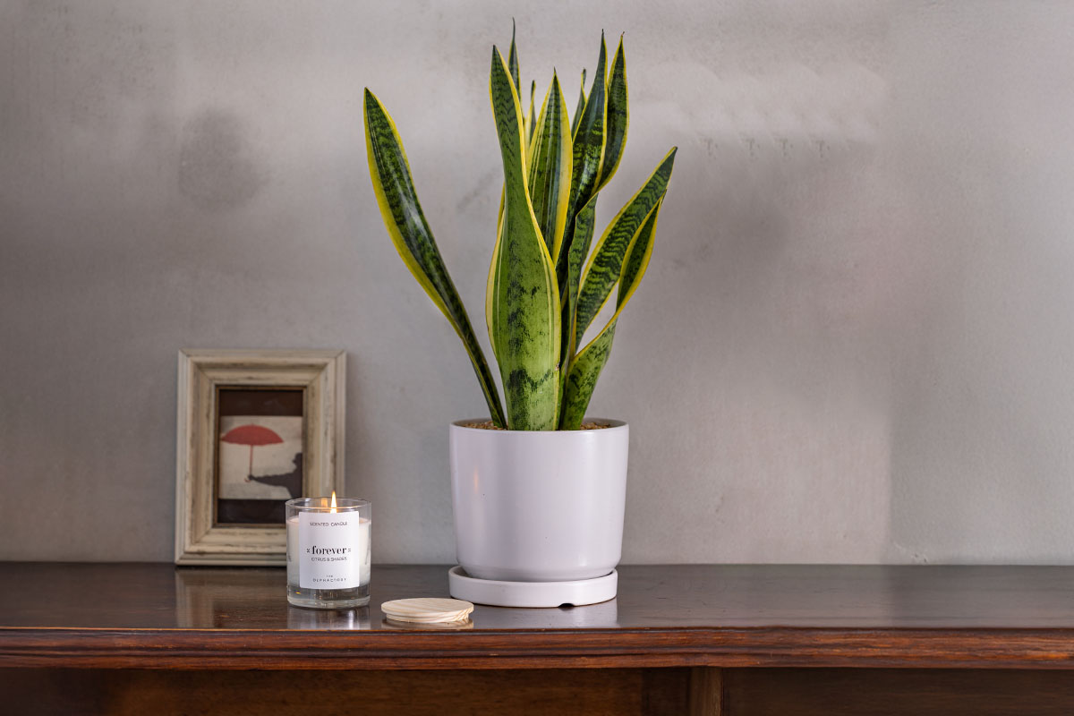 עציץ סנסיווריה