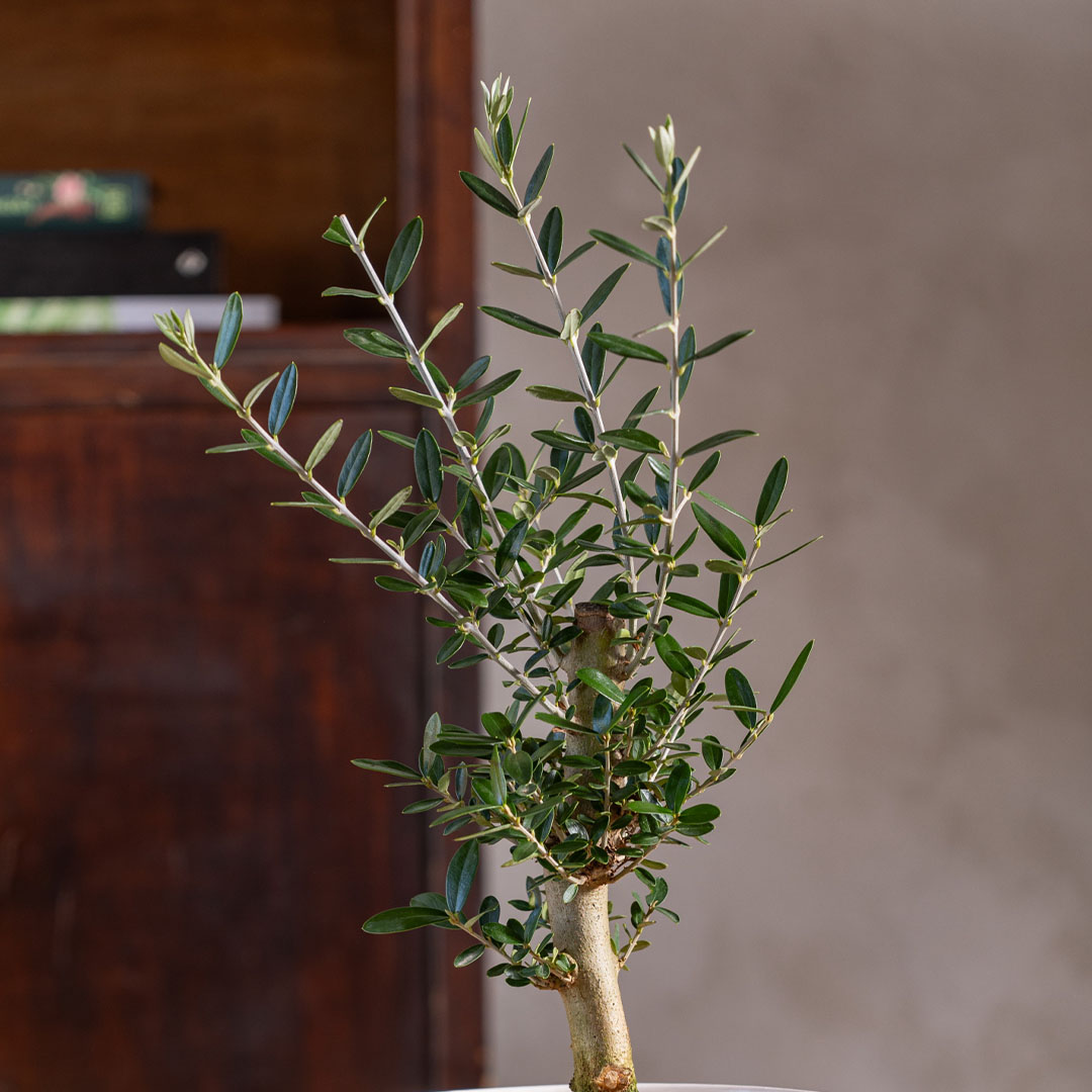 עציץ זית גדול