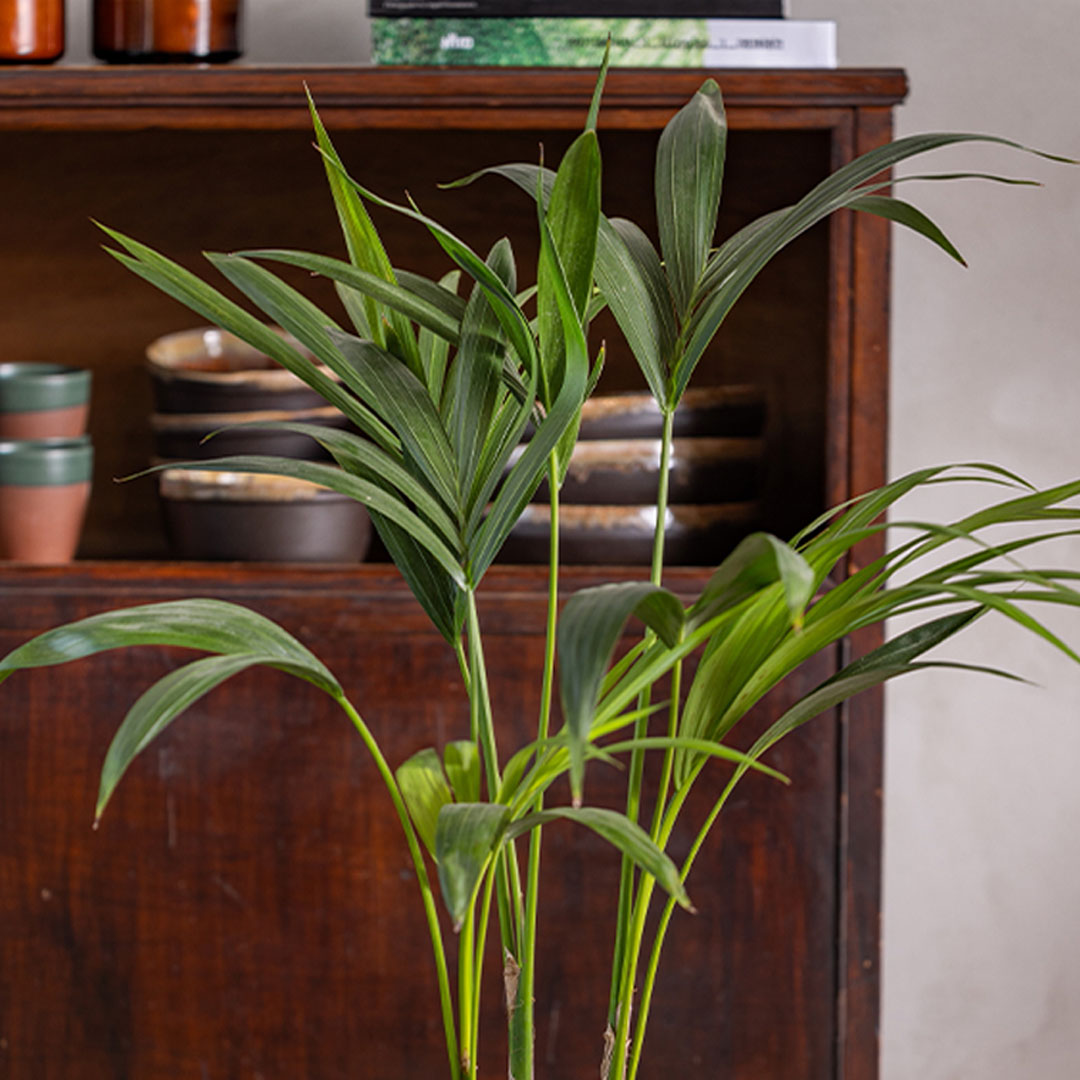 עציץ דקל על רקע חום