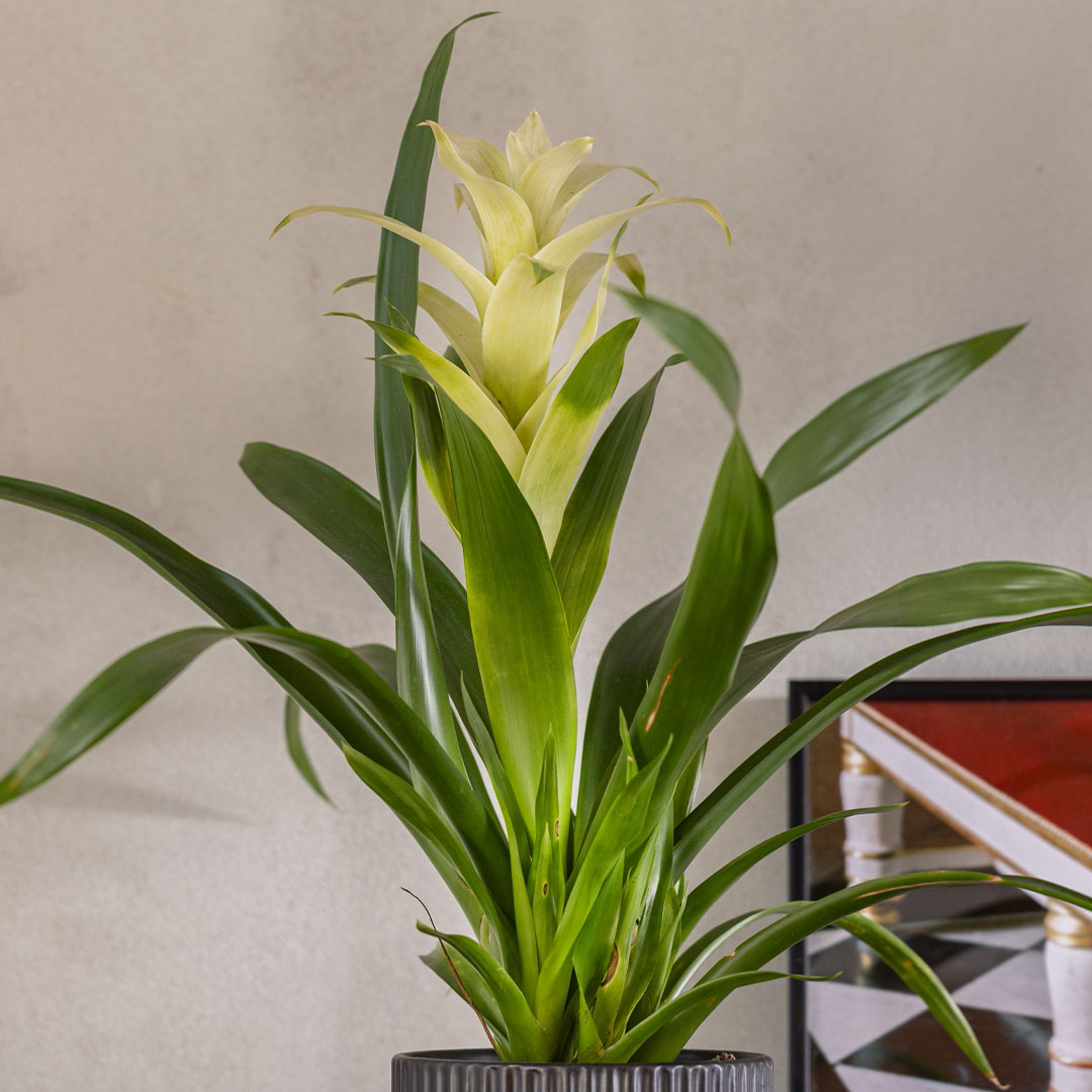 עציץ גוזמניה