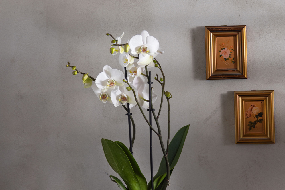 סחלב 2 ענפים