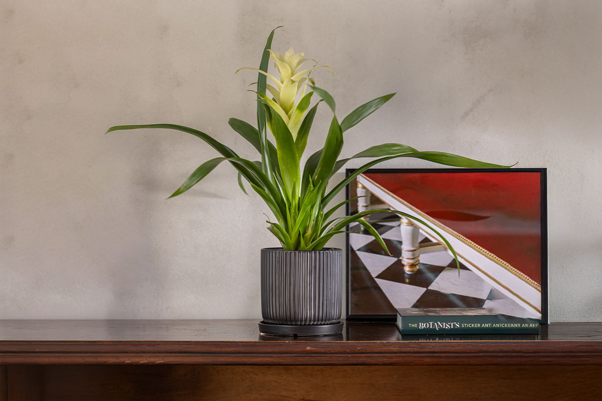 עציץ גוזמניה