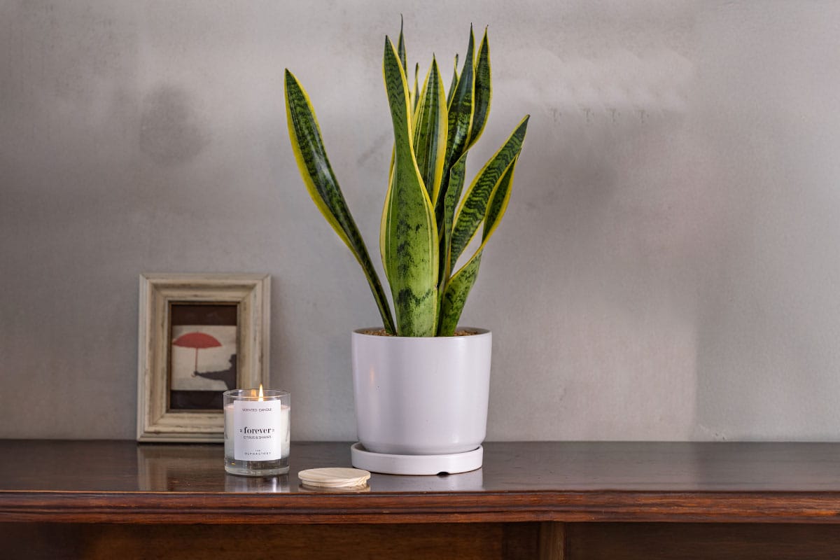 עציץ סנסיווריה