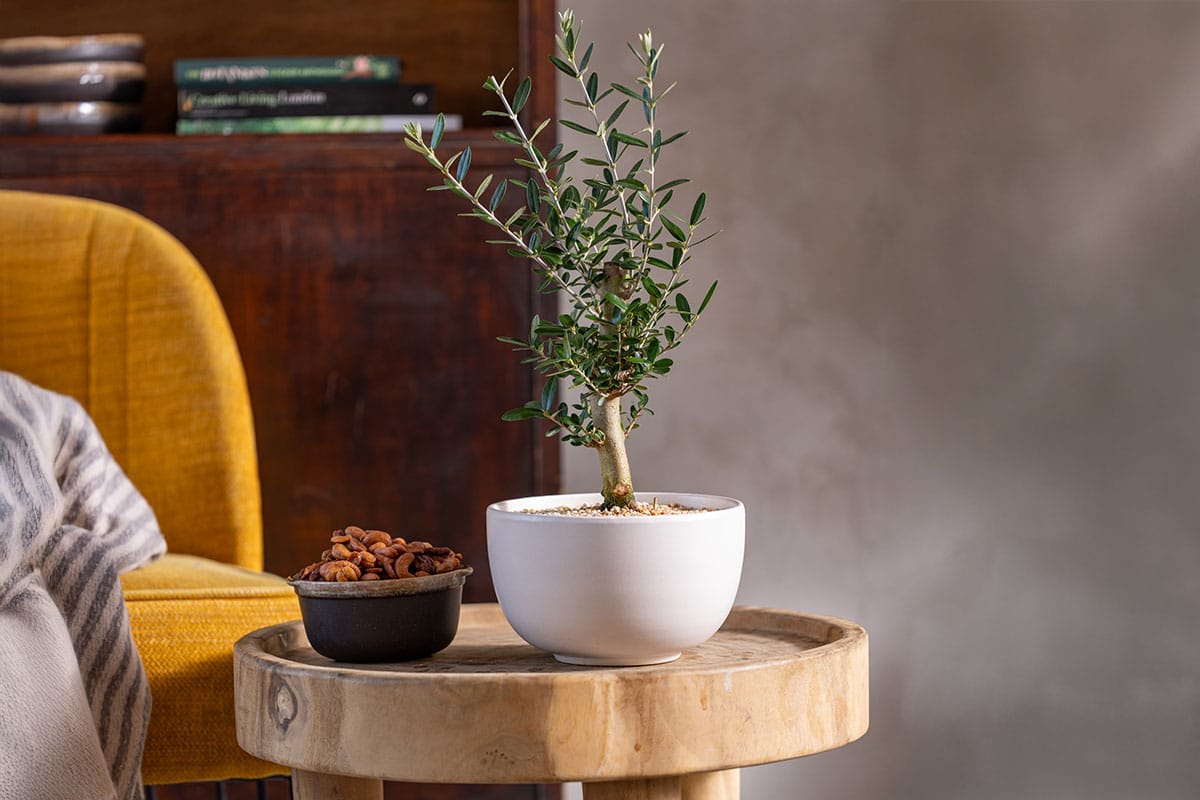 עציץ זית גדול